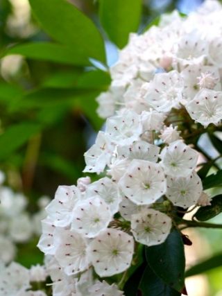 Mountain Laurel - State Flower