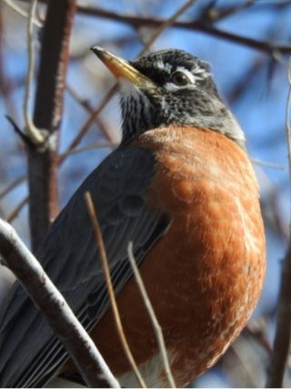 Robin - Connecticut State Bird